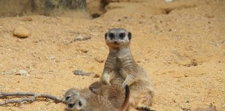 Este Carnaval, visite o Jardim Zoológico e descubra as novas crias da savana africana e as suas "máscaras"