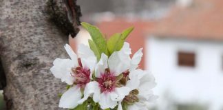 FESTIVIDADES DAS AMENDOEIRAS EM FLOR EM TORRE DE MONCORVO