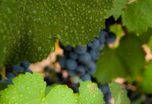 Começaram as vindimas no Alentejo e o aumento esperado de produção é de 5% Alentejo vindimas