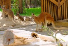 Jardim Zoológico Cangurus-vermelhos