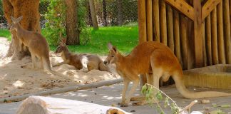 Jardim Zoológico Cangurus-vermelhos