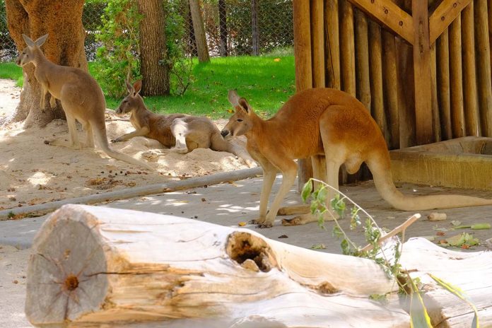 Jardim Zoológico Cangurus-vermelhos
