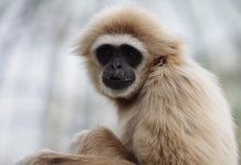 Jardim Zoológico, um amor sem fronteiras Jardim Zoológico amor sem fronteiras