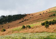Proprietários portugueses dinheiro para limpar terrenos