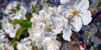 Cova da Beira neve em forma de flor