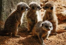 crias de suricata do Jardim Zoológico