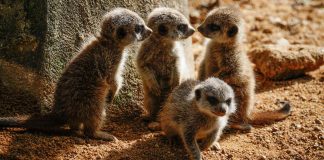 crias de suricata do Jardim Zoológico