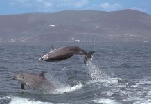 Proteger os Golfinhos no Sado