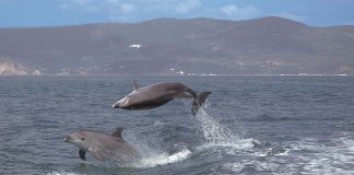 Proteger os Golfinhos no Sado