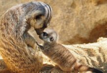 Jardim Zoológico apresenta as mais recentes crias da Arca de Noé no dia em que faz 138 anos Arca de Noé do Jardim Zoológico