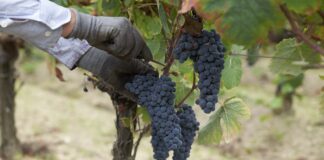 Vinho do Dão no Concurso Vinhos de Portugal