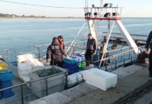 pesca ilegal no Algarve
