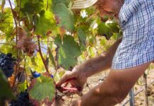 Herdade da Lisboa obtém certificação no Programa de Sustentabilidade dos Vinhos do Alentejo Herdade da Lisboa