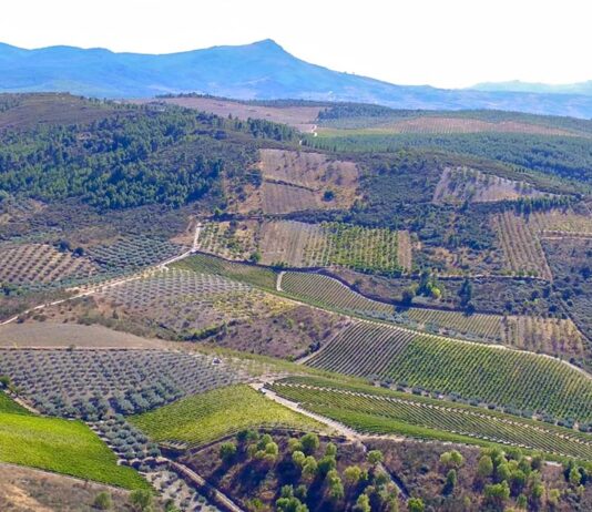 Vinhos de Trás-os-Montes