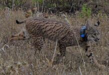 lince-ibérico Malcata