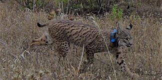 lince-ibérico Malcata