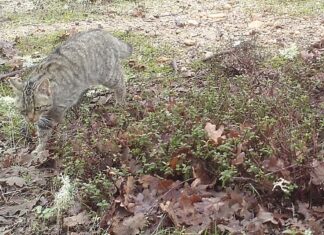 Gato-Bravo identificado primeira vez, em 30 anos, no Grande Vale do Côa Gato-Bravo no Vale do Côa