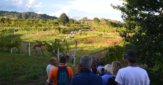 Festa do Vinho Verde de Gatão