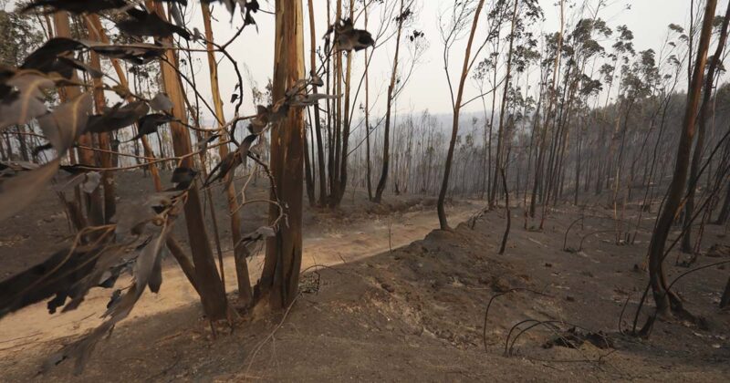 Incêndios Portugal