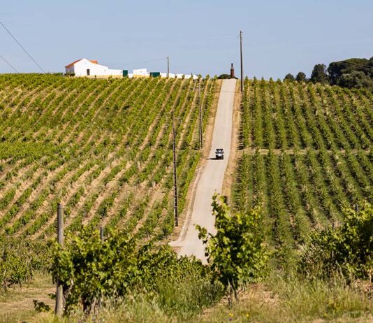 Vindimas Quinta do Sampayo