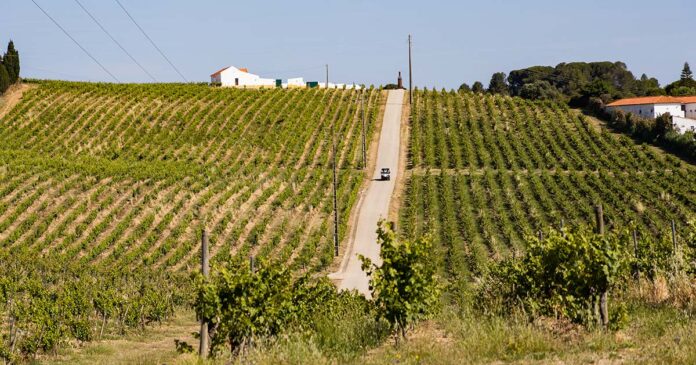 Vindimas Quinta do Sampayo