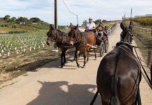 Quinta do Sampayo Vindimas