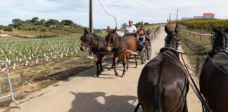 Quinta do Sampayo Vindimas