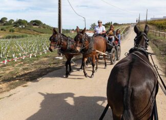 Vindimas chegam ao fim com a ‘Adiafa’ na Quinta do Sampayo Quinta do Sampayo Vindimas