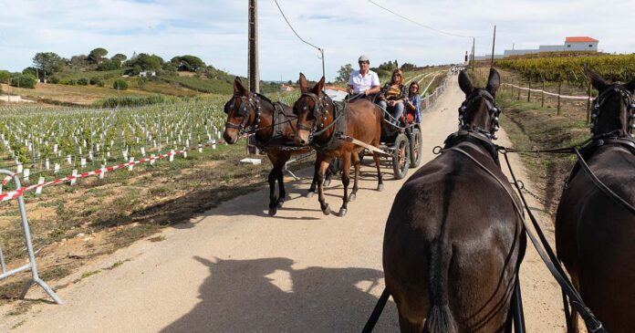 Quinta do Sampayo Vindimas