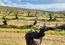 Costa Boal Family Estates expande produção com aquisição de 10 Hectares de Vinha Velha Costa Boal