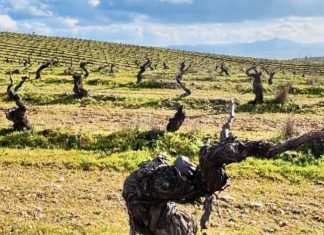 Costa Boal Family Estates expande produção com aquisição de 10 Hectares de Vinha Velha Costa Boal