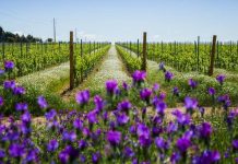 Vinhos do Alentejo: 35% já são produzidos de forma sustentável Vinhos do Alentejo