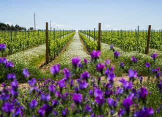 Vinhos do Alentejo: 35% já são produzidos de forma sustentável Vinhos do Alentejo