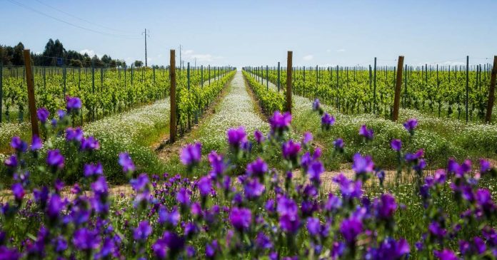 Vinhos do Alentejo