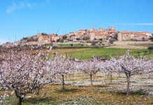 Figueira de Castelo Rodrigo festeja a beleza da natureza com a “Rainha da Amendoeira em Flor” Amendoeira em Flor