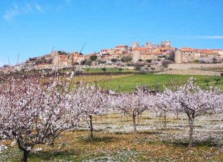 Figueira de Castelo Rodrigo festeja a beleza da natureza com a “Rainha da Amendoeira em Flor” Amendoeira em Flor