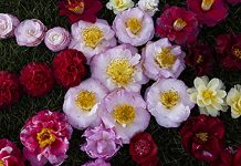 Jardins do Parque de São Roque acolhem a 29.ª edição da Exposição de Camélias do Porto Exposição de Camélias