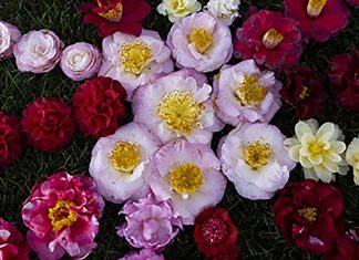 Jardins do Parque de São Roque acolhem a 29.ª edição da Exposição de Camélias do Porto Exposição de Camélias