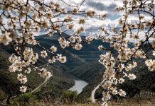 Rota das Amendoeiras: Uma Viagem Inesquecível pelo Douro Rota das Amendoeiras