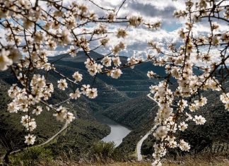 Rota das Amendoeiras: Uma Viagem Inesquecível pelo Douro Rota das Amendoeiras