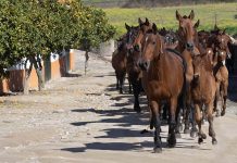 Alter do Chão: Um novo impulso para o Turismo Equestre Turismo Equestre