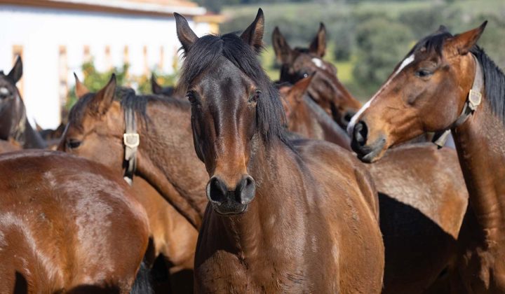 Turismo Equestre