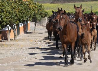 Alter do Chão: Um novo impulso para o Turismo Equestre Turismo Equestre