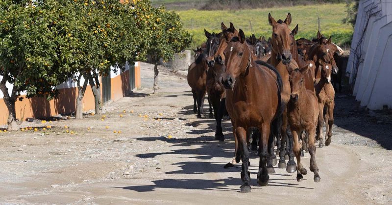 Turismo Equestre