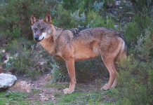 O “Uivo do Lobo” conquista prémio no Do(C)ôa Nature Film Festival Uivo do Lobo