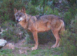 O “Uivo do Lobo” conquista prémio no Do(C)ôa Nature Film Festival Uivo do Lobo