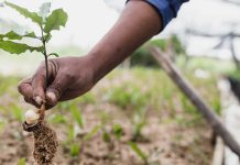 ADN Digital Business Partner lidera iniciativa de sustentabilidade na Póvoa de Varzim Póvoa de Varzim