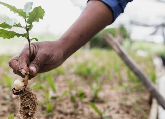 ADN Digital Business Partner lidera iniciativa de sustentabilidade na Póvoa de Varzim Póvoa de Varzim