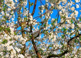 Rota das Cerejeiras em Flor: Uma viagem inesquecível pelo interior de Portugal Rota das Cerejeiras em Flor