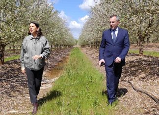 “Amendoal em Flor”: Uma nova experiência turística no coração do Alentejo experiência turística Alentejo